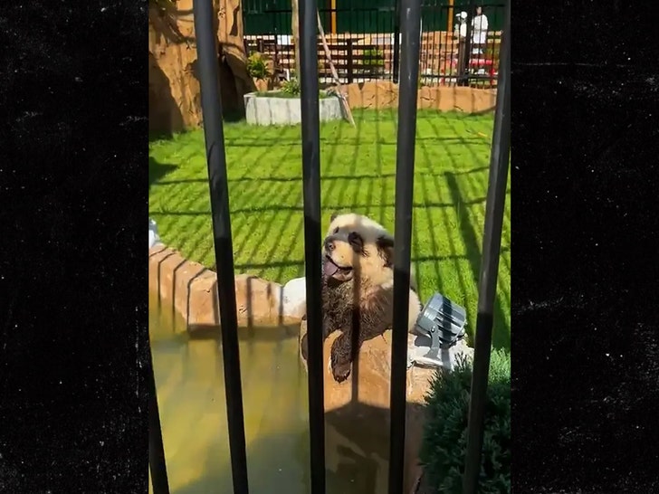 be44693da50a44dc8e95018777c31759_md chinese zoo painted dogs panda AsiaWire 5