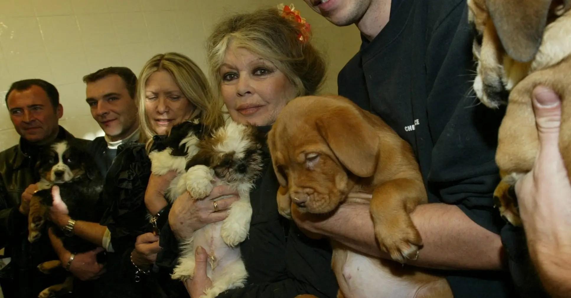 brigitte-bardot-animals-1764089344395 Photo of Brigitte Bardot