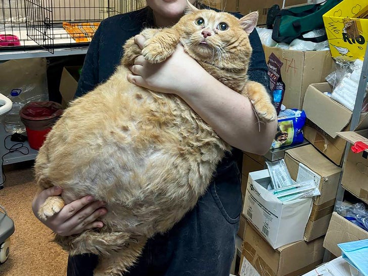 c1a21863d6d8467b8655981637d6d9ba_md-2 1028-Crumbs-The-Cat-SUB