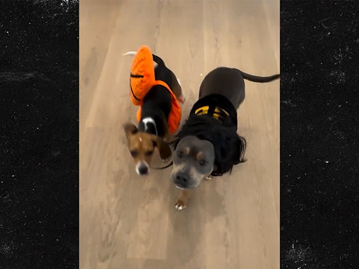 cdd8dfd090214ec48a0b2ea3c73d41db_md-1 103124-dave-portnoy-dogs-kal