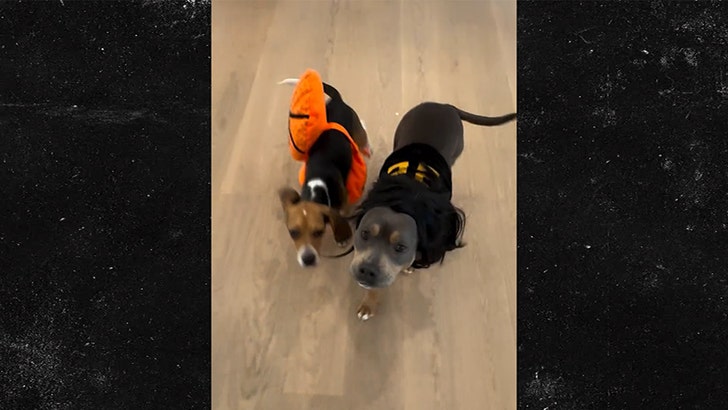 cdd8dfd090214ec48a0b2ea3c73d41db_md 103124-dave-portnoy-dogs-kal