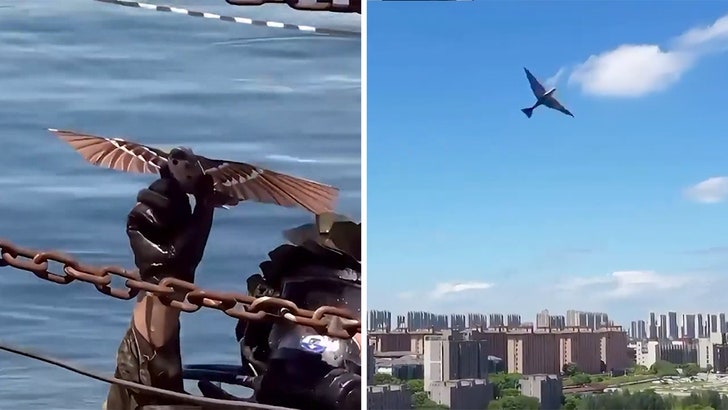 e51820e2627c46c5b572d53319d93a3a_md 080224_military_bird_drone-kal