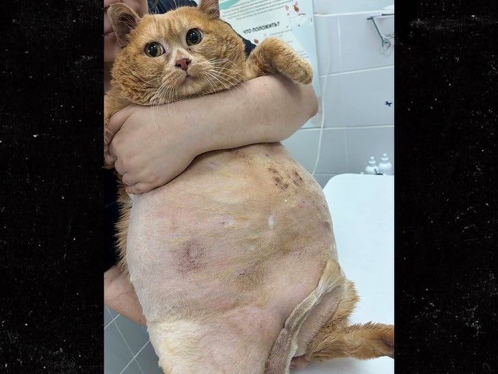 e54b07b6d482416f9619de800fe1d599_md 1028-Worlds-Fattest-Cat-Dies-SUB