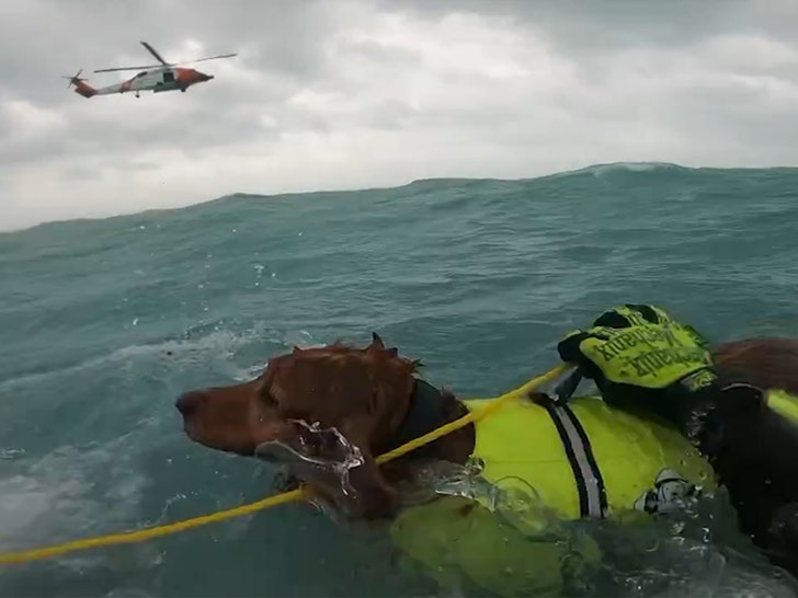 ef437922f60c47538450a1b60259fa88_md 092824-dog-rescue-primary-5