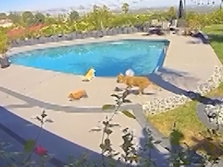 f0789dad7113423fa66d8f9aa99a5594_md 092424-coyote-dog-primary-2