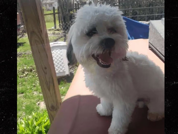 055e67ab1ac844a0aaaf3be8f551a768_md teddy the dog