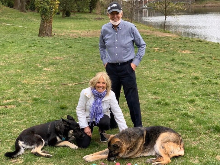 Joe and Jill's Dogs Major and Champ