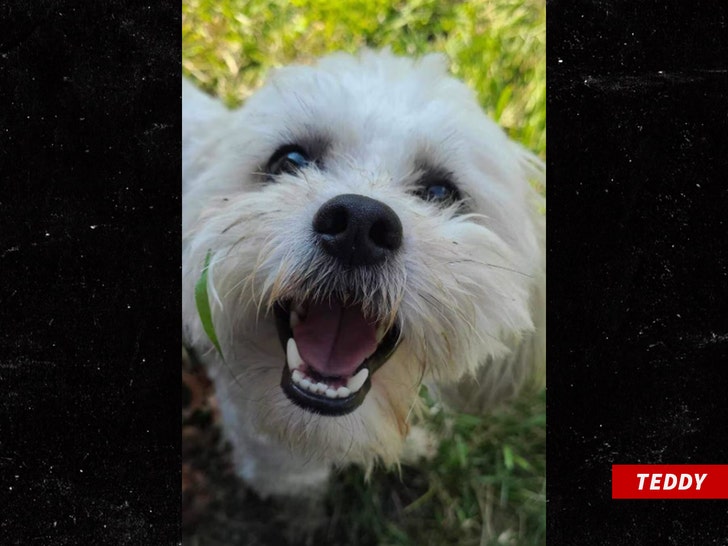 2429791c2c9441dcada1d4d60ae396d0_md teddy the dog