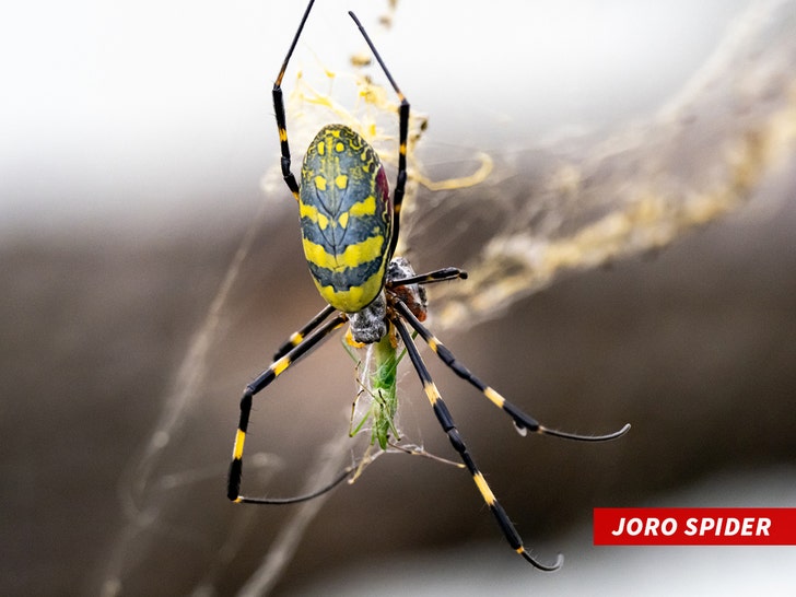 Joro Spider