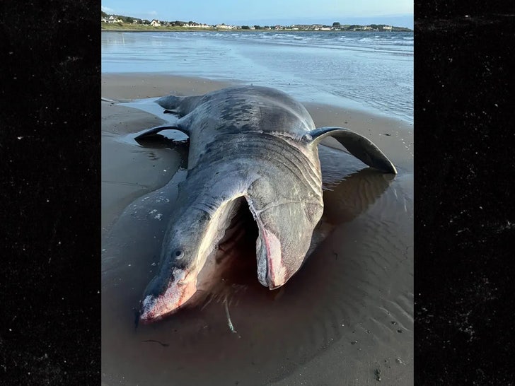 341641ce30f34507aa17ed51c5c66e2d_md dead shark sub 1