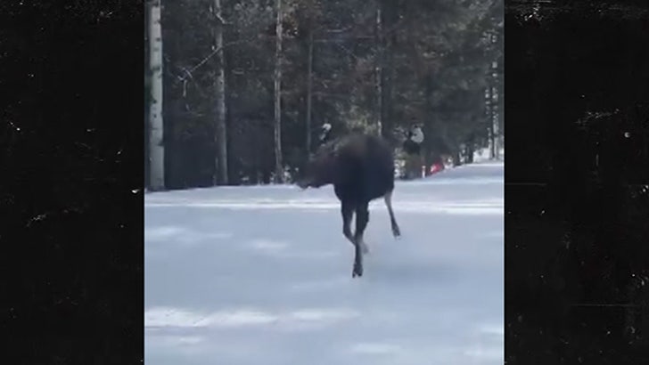 7a08e18fa2304ff481ef0bfad038d6a7_md 020724_moose_jackson_hole-kal