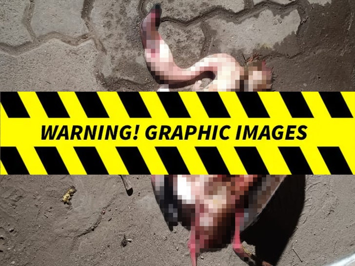 Dozens of flamingos dead after being struck by an aircraft