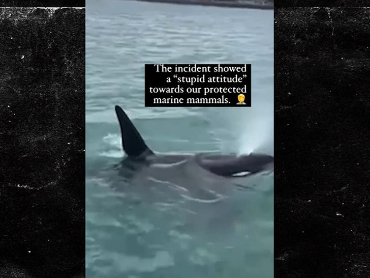 052224-bodyslamming-whale-2