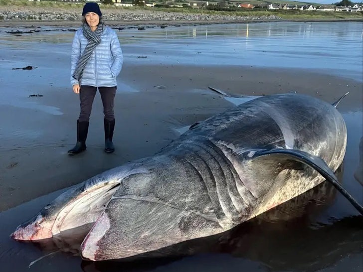 a57f963cc36149aea17d2ac9ee9019d4_md dead shark sub 4