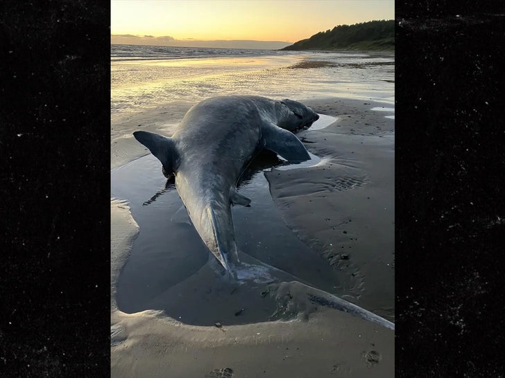 b1d49eeff997464eb1ab97979760a53e_md dead shark sub 3