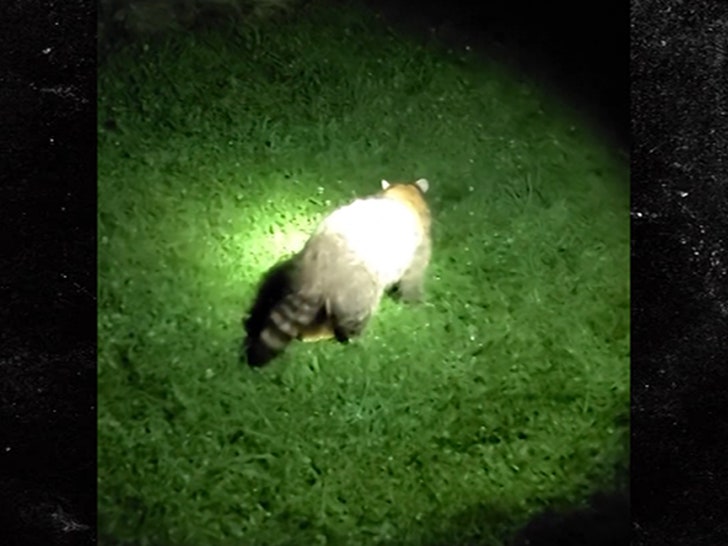 061924_racoon_choke-sg3