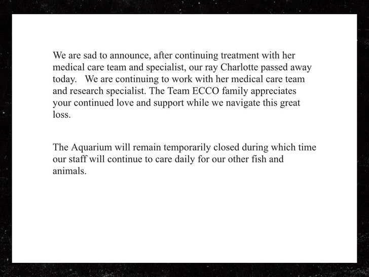 team ecco sting ray death 1