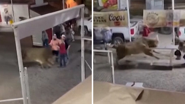 b5b9a48196f1494a8cd052577d3b5c74_md-1 061024_bull_attack_kal