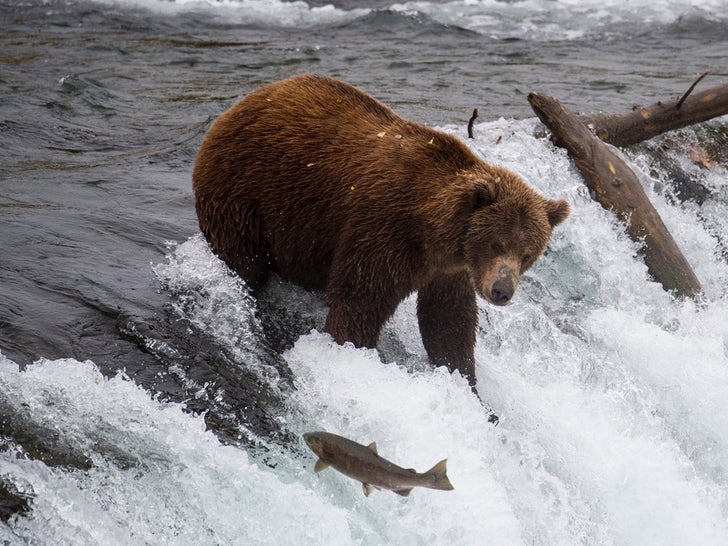 be4cd4adc110404cae100bc4e1f19639_md Bears Hot Shots