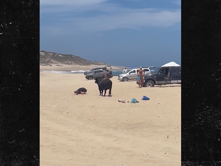 e57b9b49b7784b209ace0fd83a4303b0_md 051524-beach-bull-primary-5