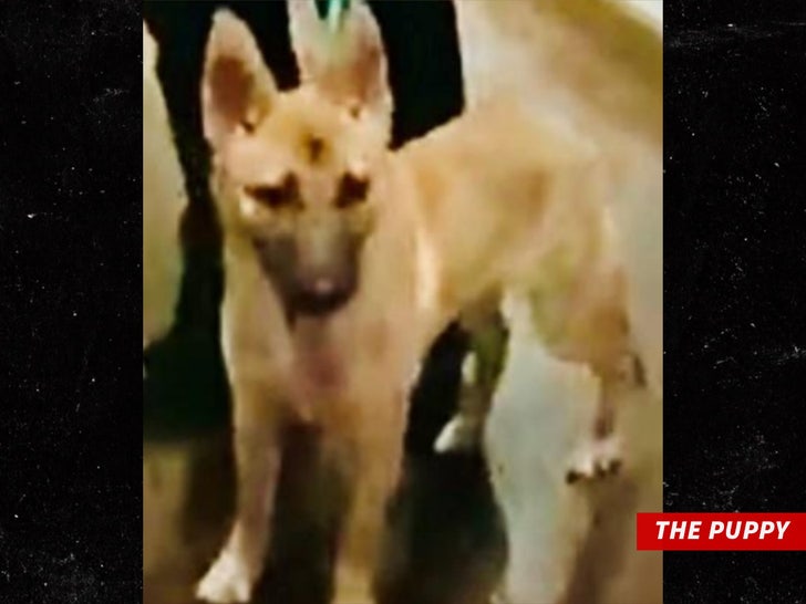 e685d7f62c224d42b1d7e0082a2488c7_md the puppy sub LAPD.