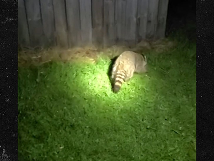 061924_racoon_choke-sg4