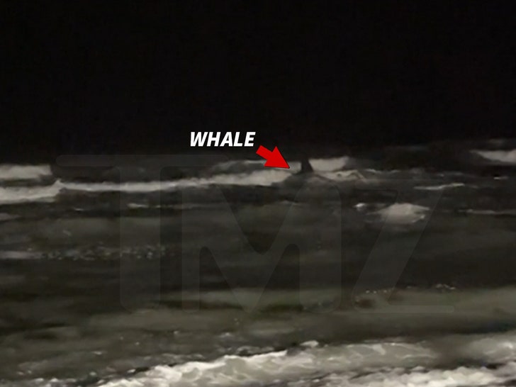 10e714a2002b4e06b4c8dfa2dae29636_md 031224-beached-whale-water-primary