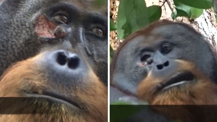 050224-orangutan-kal