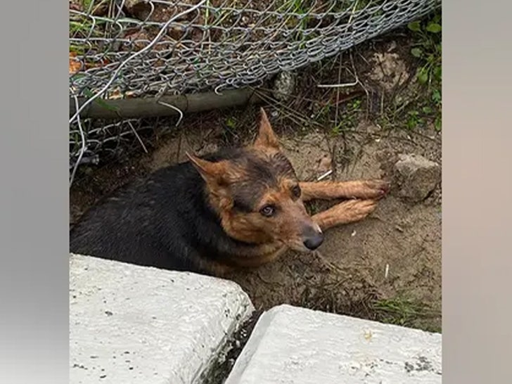 daniel castillo dog rescue 2