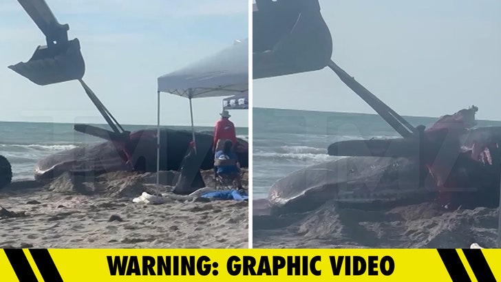 1c9ddbd6b73f4b1993600e38ae10f3f1_md 031224_beached_whale_kal