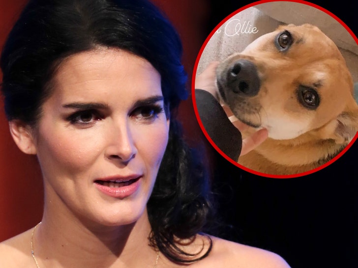 Angie Harmon sad dog