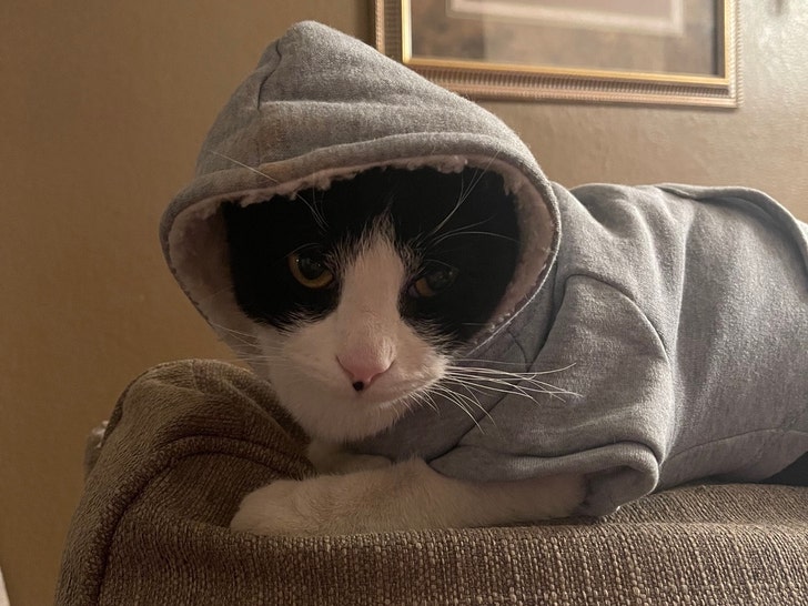 Milo The Missing Cat