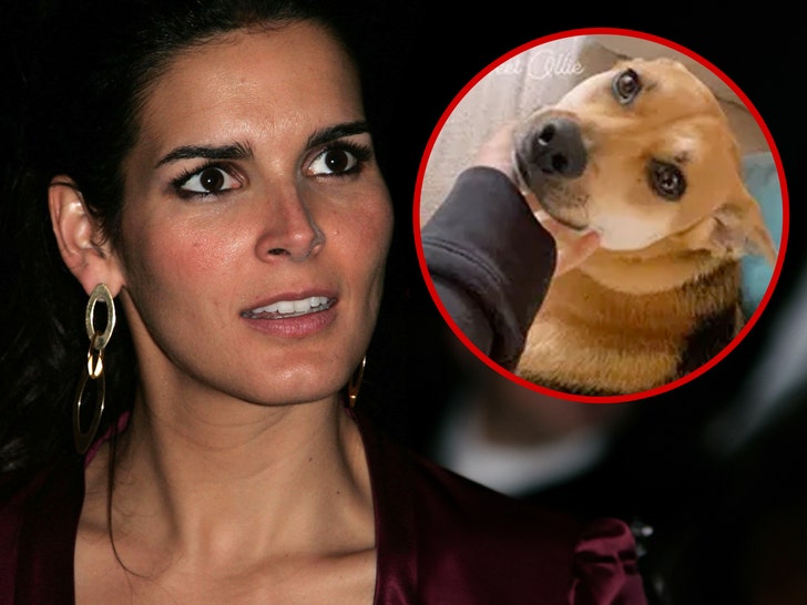 angie harmon y su perro