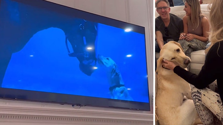 021224_budweiser_dog_hudson_kal