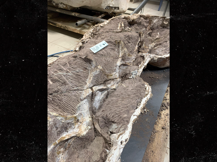 70 million-year-old dinosaur