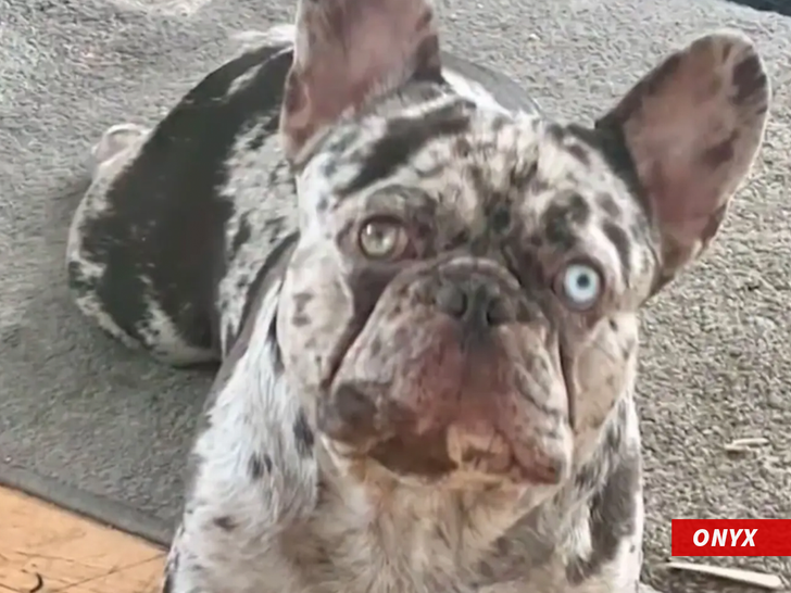 45fc4abc08a347a8b5e0e24733322937_md dog pic ktla5 2