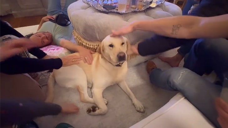 021224_budweiser_dog_hawn_kal