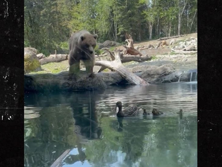 533bb4e0d7fd4272bc55700183a4b35d_md 050124-bear-eats-ducks-2