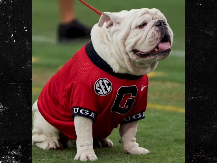012423-georgia-bulldog-1