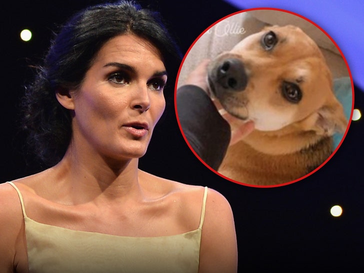 angie harmon and dog