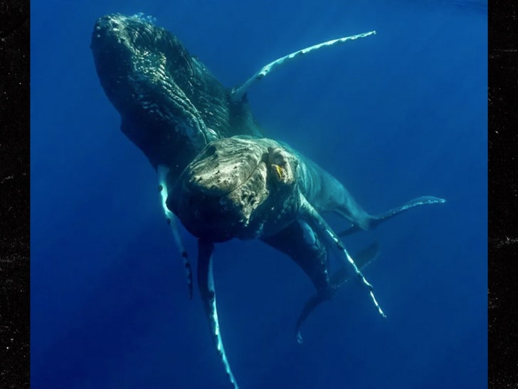 Humpback whale mating