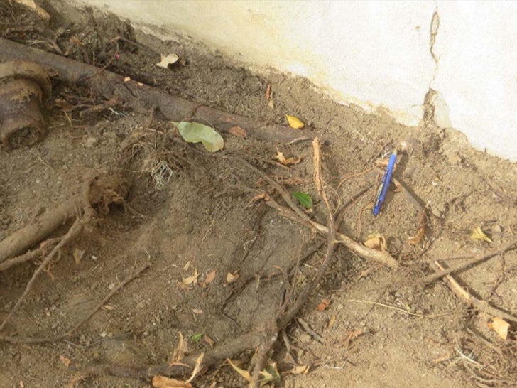 64e56edd92fc49fea55fe925b942bb27_md 0430-Chris-Pine-Tree-Damage-SUB-2