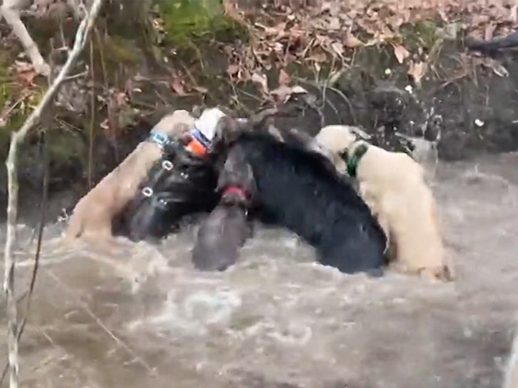 042924-will-moseley-dogs-primary-v4