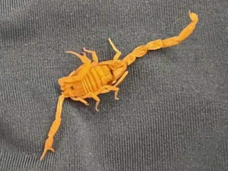 Las Vegas Scorpion Bite