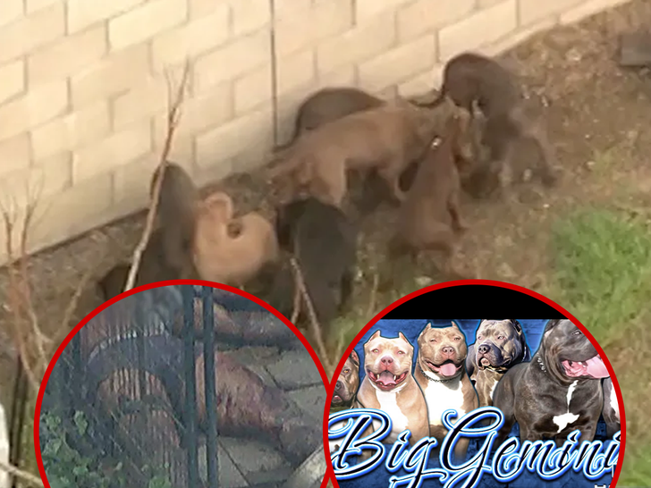 022224 pit bull story