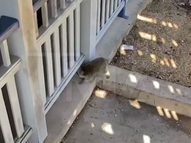 040224-raccoon-hershey-park-2