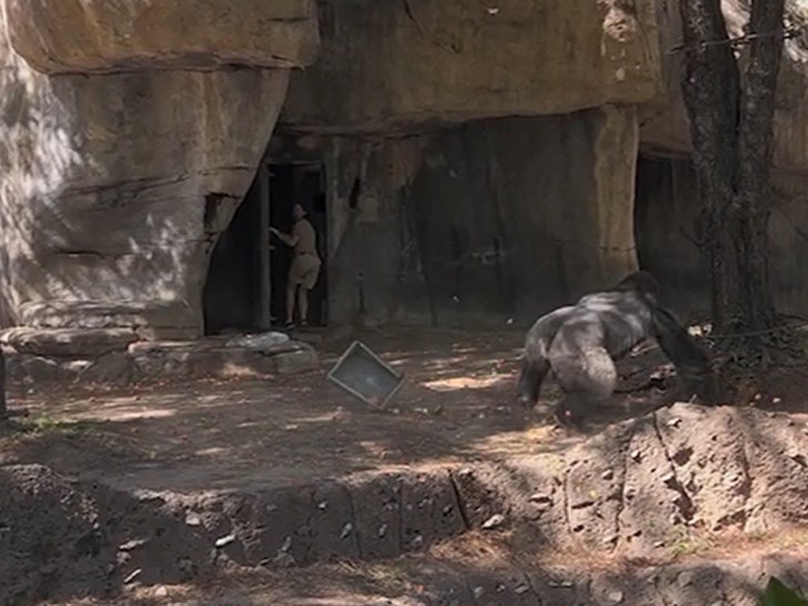 8ad0ba2ffe2548108ca35598ef6c8a75_md 030924_gorilla-sg-3