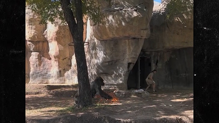 9d6f97d4dd7844bf8238d76b0f29cce7_md 030924_gorilla-kal