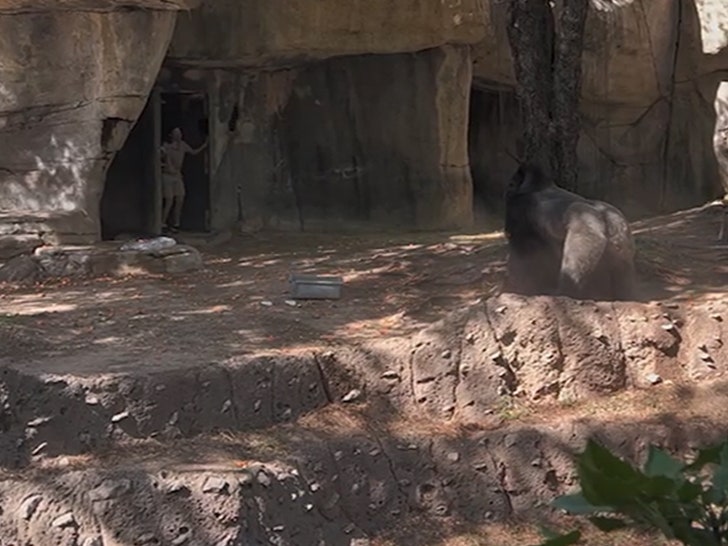 b87da43abc4f45e79a3b3fed30b7bc11_md 030924_gorilla-sg4