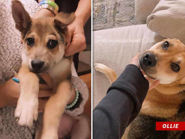 Angie Harmon dog ollie